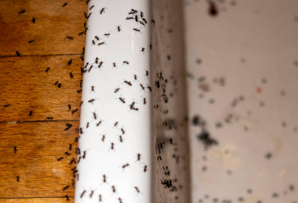 Best Affordable Pest Control Services  in , RI