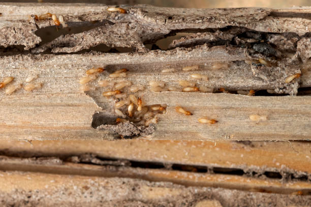 Best Best Pest Control Companies  in , RI